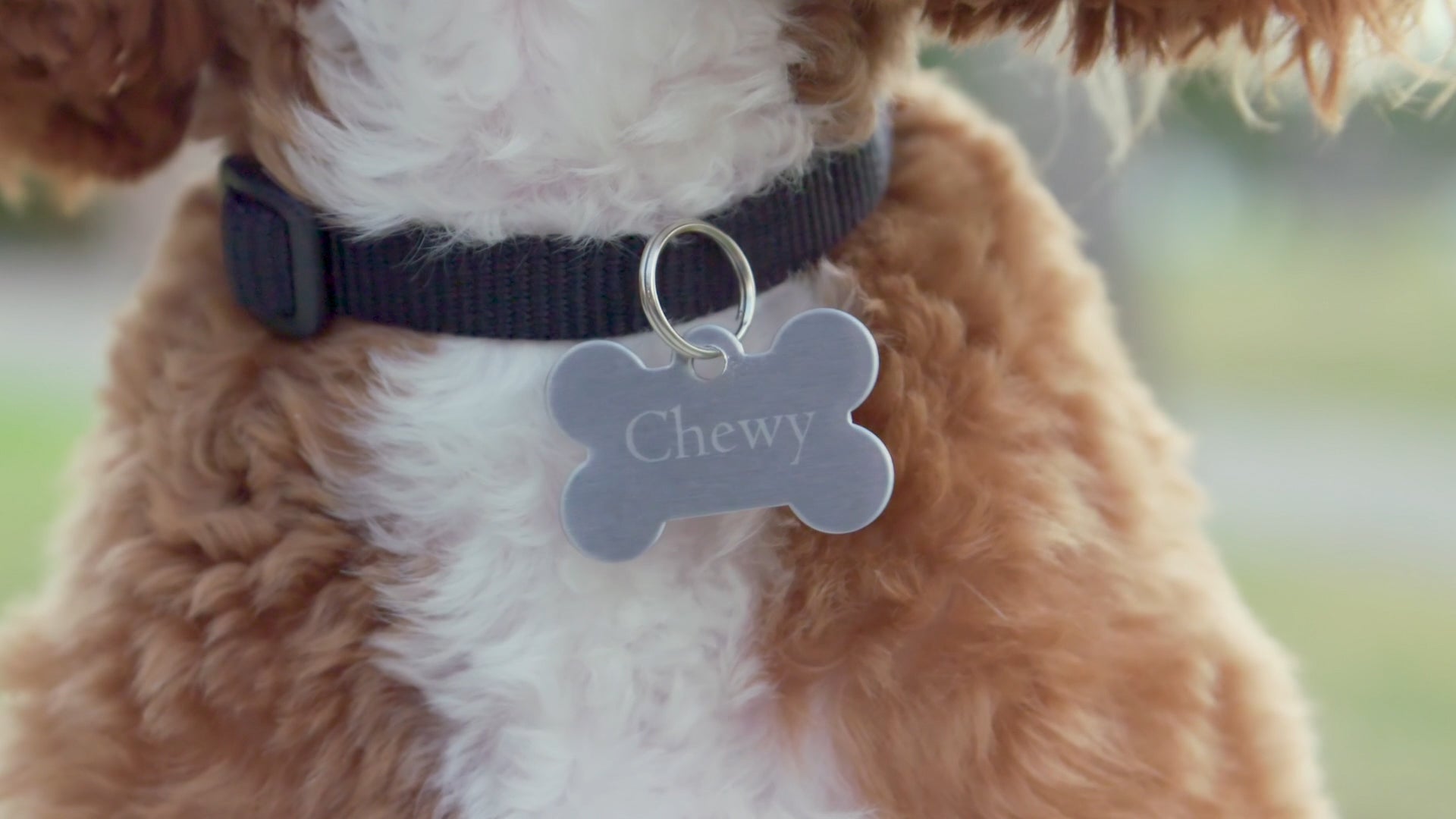 Pet ID Tags